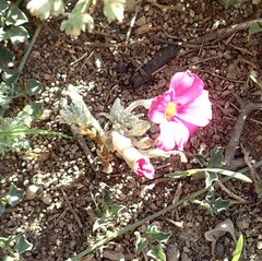 Oxalis hirta canescens