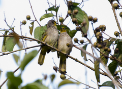 Pycnonotus finlaysoni