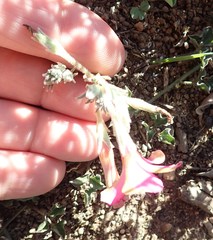 Oxalis hirta canescens