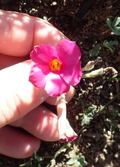 Oxalis hirta canescens