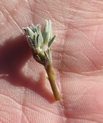 Oxalis hirta canescens