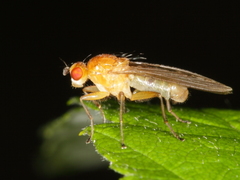 Suillia atricornis