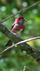 Three-Banded Rosefinch photo 2