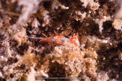 Flabellina dushia