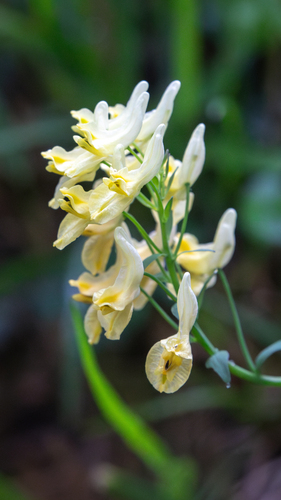 Corydalis cytisiflora
