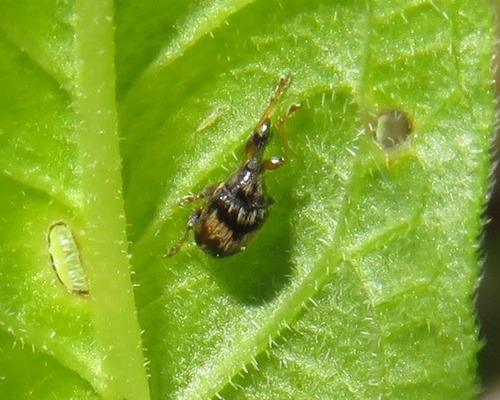 Flower Bud Weevil, Zuid-Holland, Nederland, photo 9 of 10