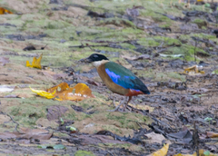 Pitta moluccensis