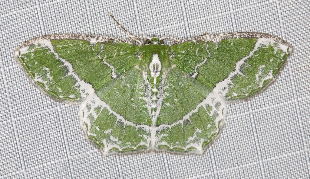 Lacy Emerald