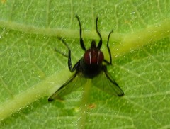Seioptera vibrans