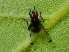 Seioptera vibrans