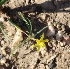 Pauridia serrata serrata