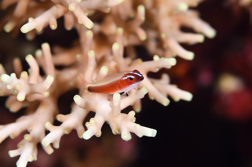 Blackbelly pygmy goby (Eviota nigriventris) — Gobiidae — 3