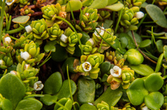 Crassula moschata
