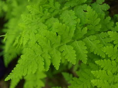 Cystopteris protrusa