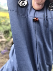 Coccinella monticola