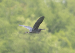 Ixobrychus flavicollis