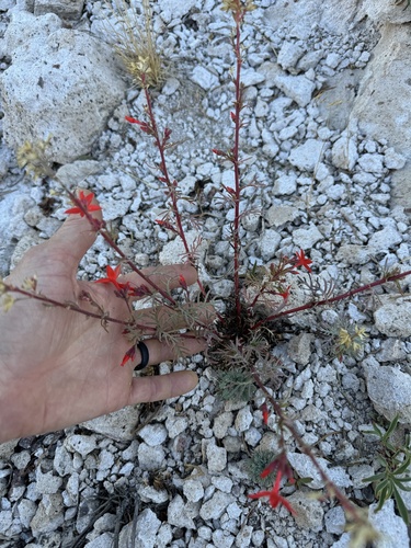 Image of Ipomopsis arizonica by (c) Kenzie Anderson-Bell, some rights reserved (CC BY)