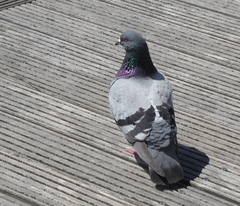 Columba livia domestica