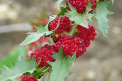 Blitum virgatum