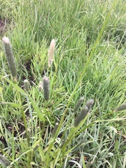 Alopecurus pratensis