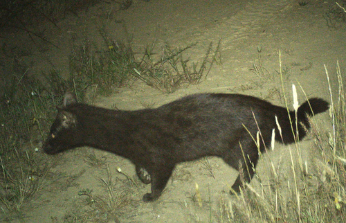 Northern Small-spotted Genet