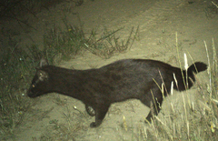 Common Genet photo 5