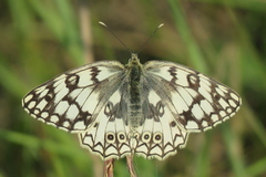 Melanargia russiae