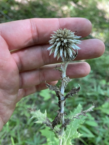 Echinops ossicus, photograph 4