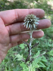 Echinops ossicus, photograph (c) Илья Руденко, some rights reserved (CC BY)