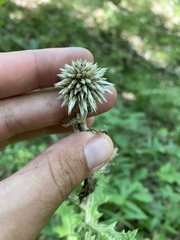 Echinops ossicus, photograph (c) Илья Руденко, some rights reserved (CC BY)