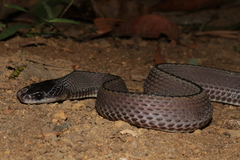 Congo File Snake photo 2