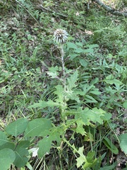 Echinops ossicus, photograph (c) Илья Руденко, some rights reserved (CC BY)