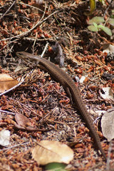 Elgaria coerulea coerulea