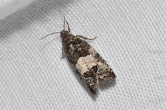 Olethreutes fasciatana