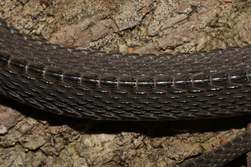 Central African Forest File Snake