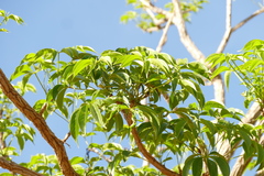 Cybistax antisyphilitica