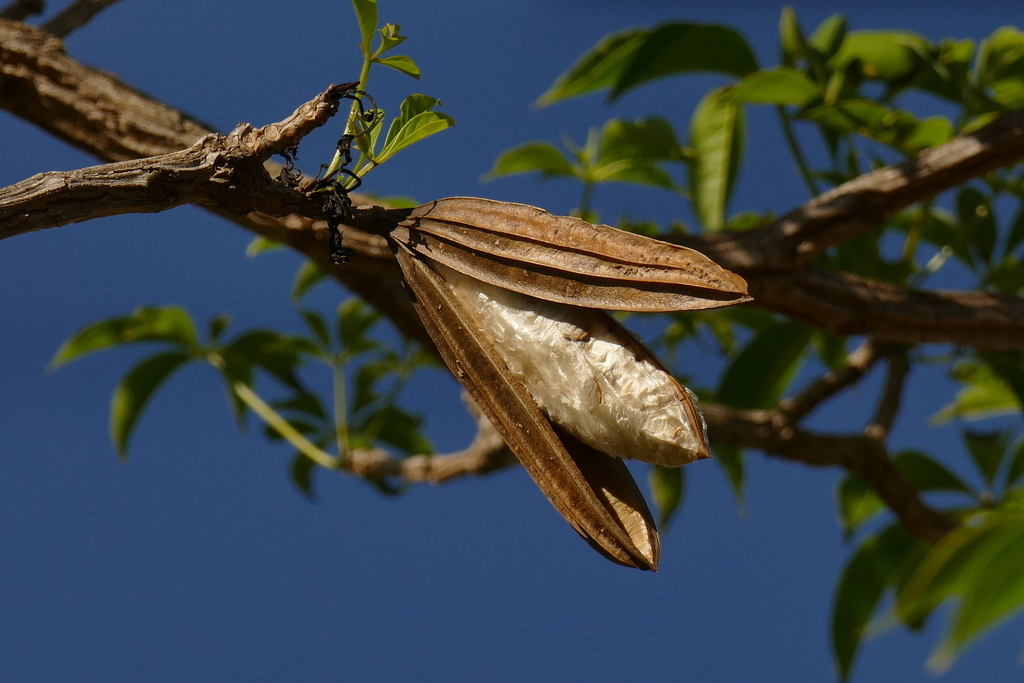 Cybistax antisyphilitica