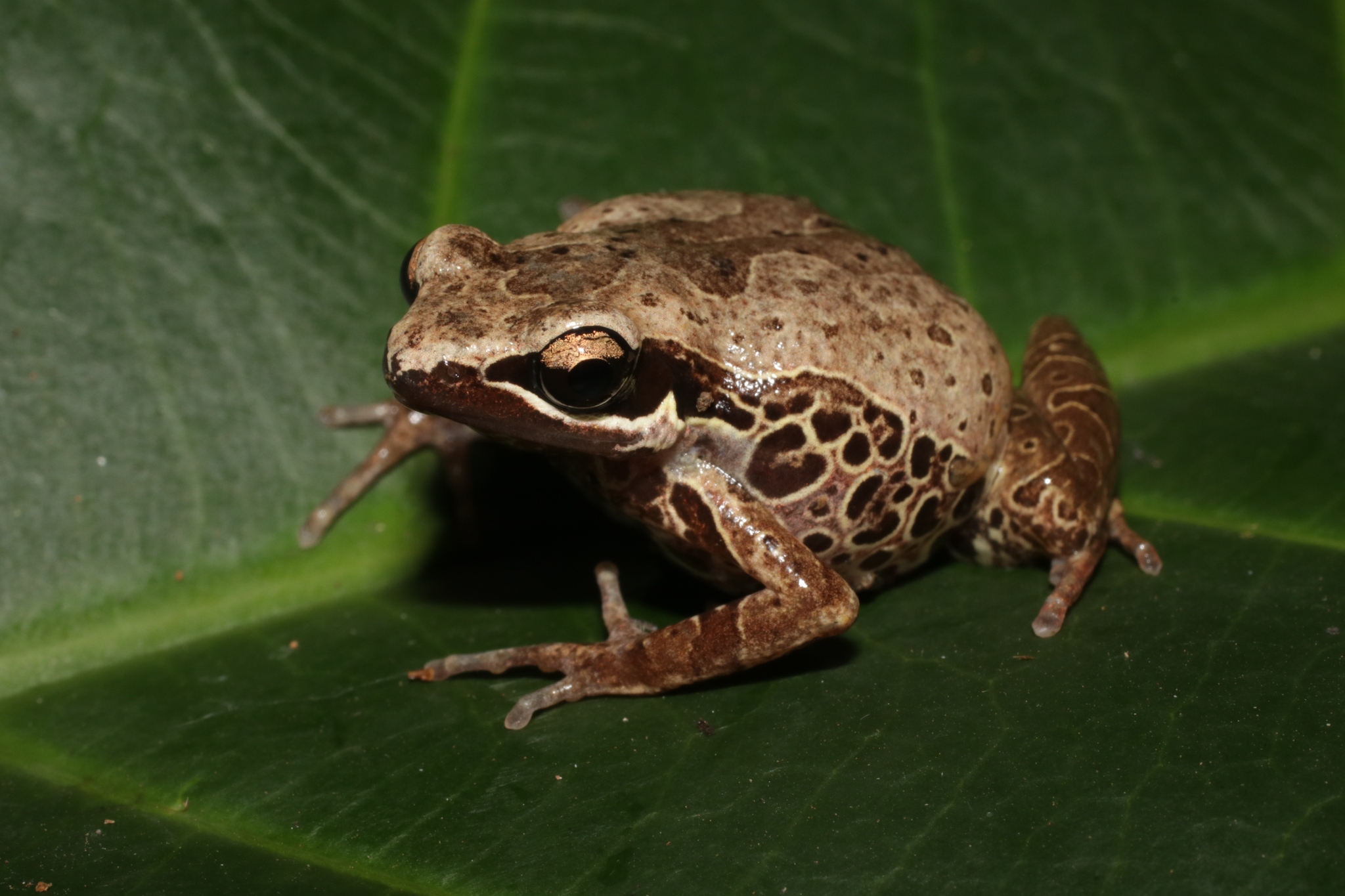 Cardioglossa leucomystax (Boulenger, 1903)
