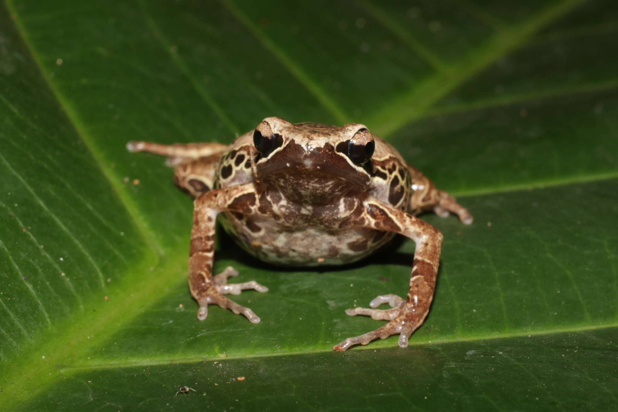 Cardioglossa leucomystax (Boulenger, 1903)