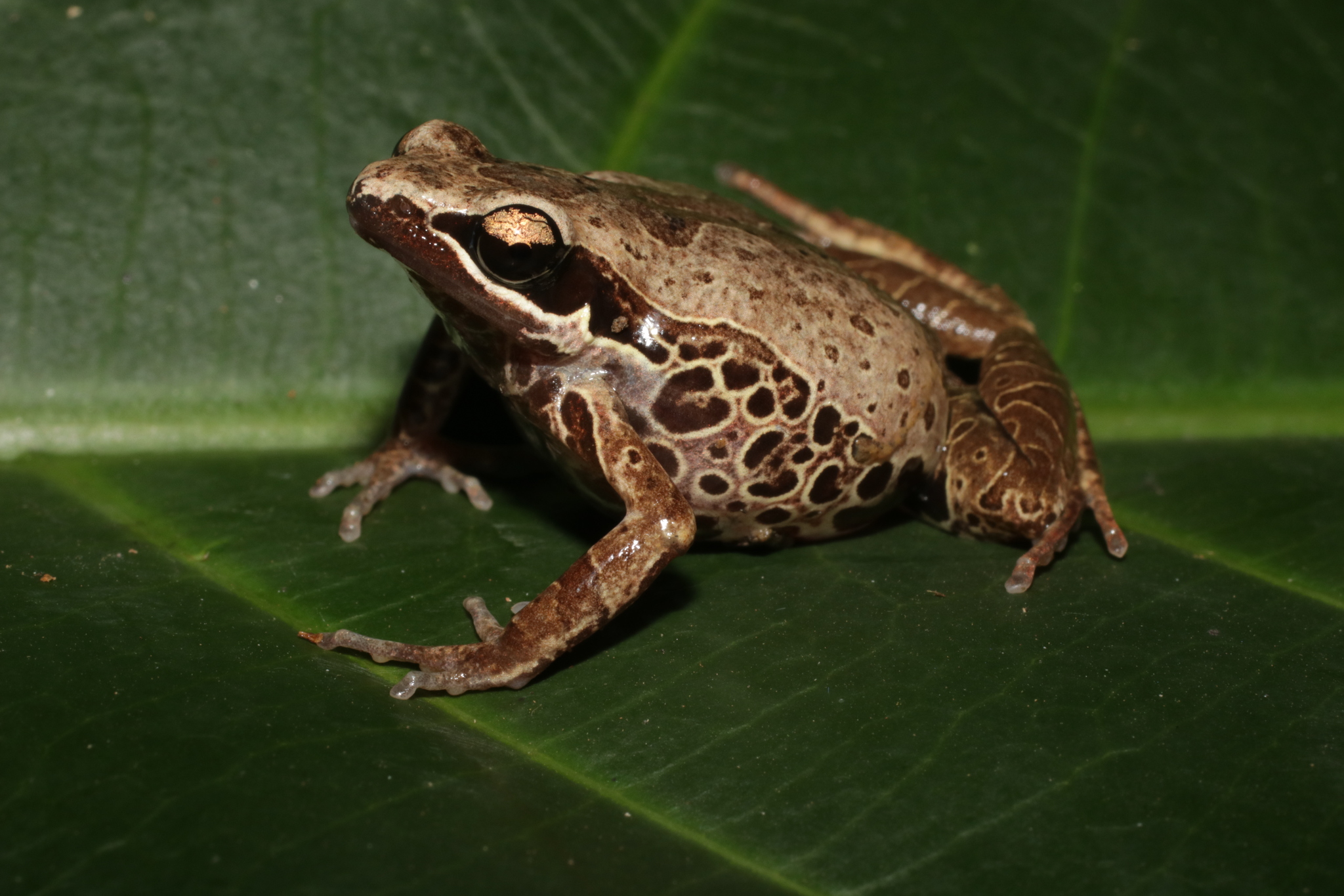Cardioglossa leucomystax (Boulenger, 1903)