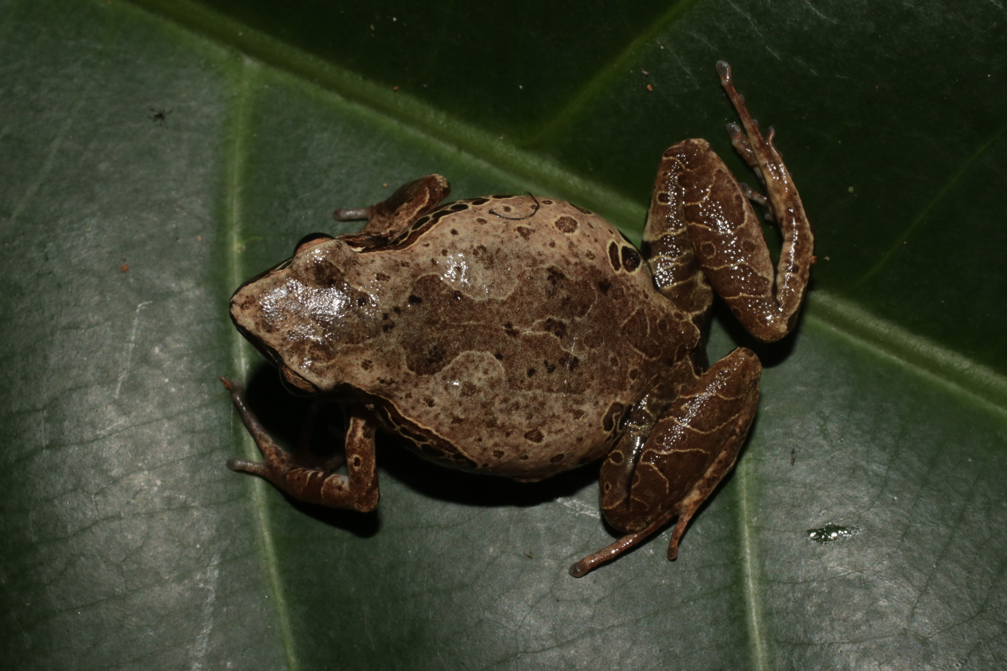 Cardioglossa leucomystax (Boulenger, 1903)
