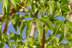 Cybistax antisyphilitica