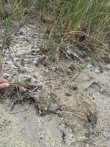 Image of Eleocharis rostellata by (c) Justin Donahue, some rights reserved (CC BY)