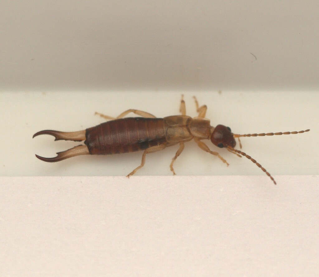 Guanchia pubescens