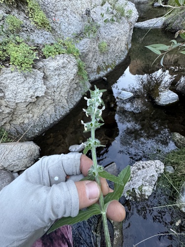 Image of Stachys albens by (c) Kenzie Anderson-Bell, some rights reserved (CC BY)