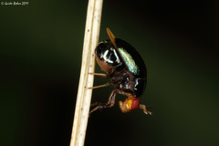 Spaniocelyphus palmi