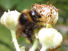 Bombus pratorum
