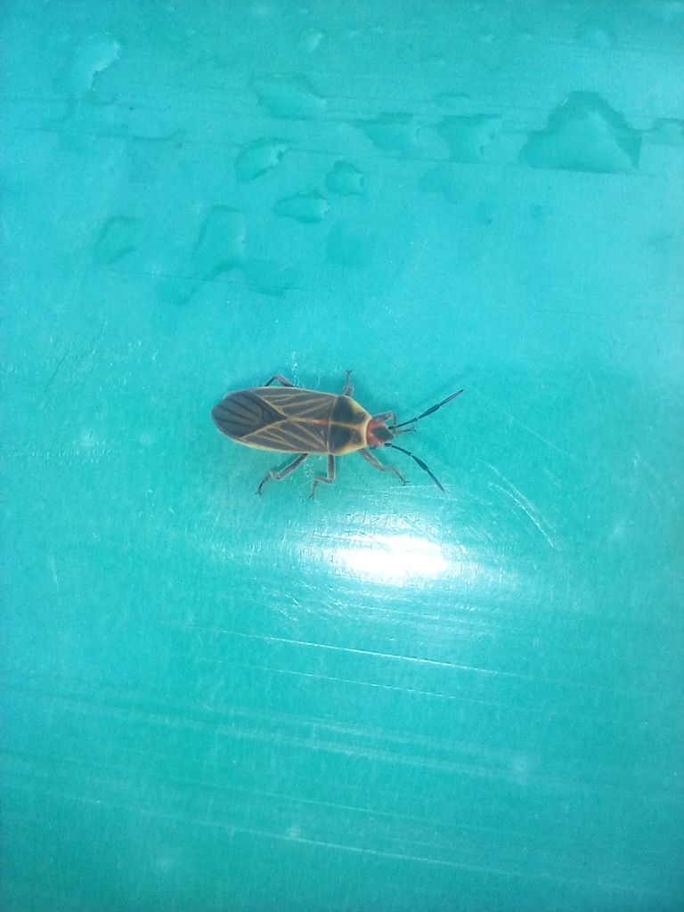 Hadrosomus teapensis
