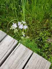Polemonium occidentale lacustre