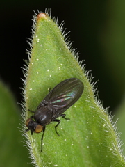 Cnemacantha muscaria